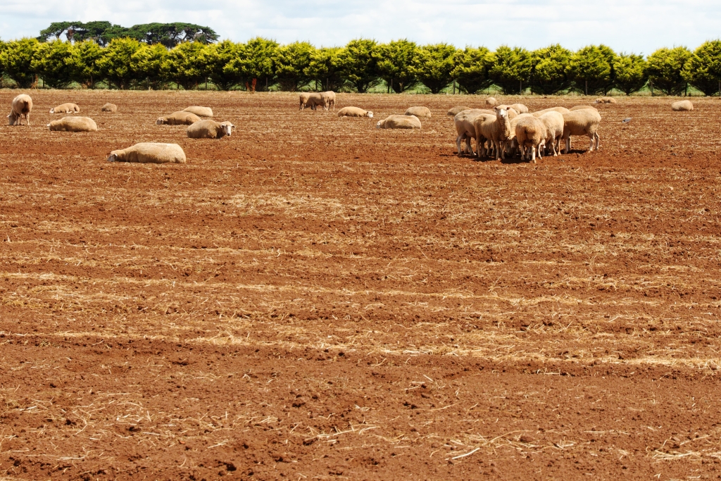 21 - The Nut (10).jpg